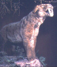 Sabre-toothed tiger
